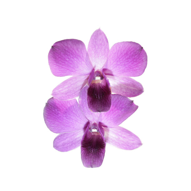 孤立在白色背景上的粉红色兰花图片下载