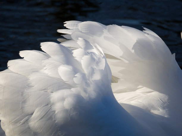 天鹅的羽毛图片下载