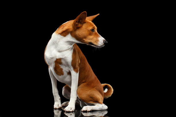 纯种白色与红色巴森基狗在孤立的黑色背景图片下载