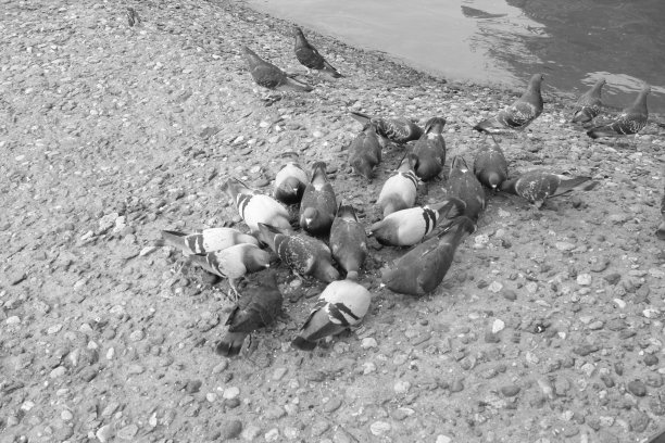 在公园里吃东西的鸟儿图片下载