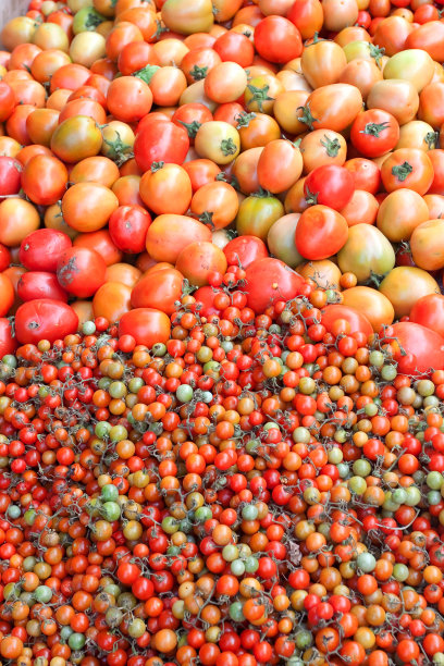 新鲜番茄组图片下载