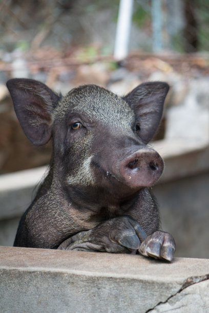 黑猪图片下载