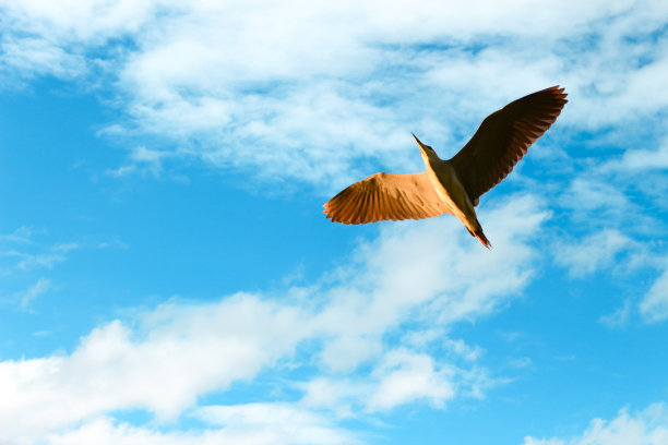 鸟和天空图片下载