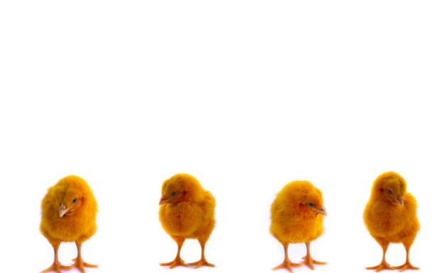白色背景上五颜六色的小鸡图片下载