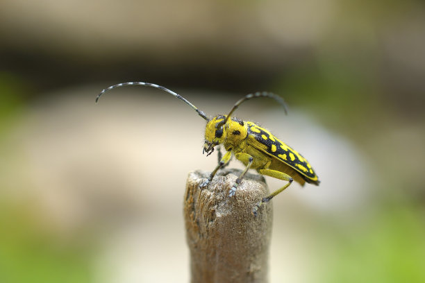 有梯子标记的长角甲虫(Saperda scalaris)在木头上，微距照片图片下载