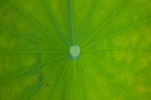 关闭线叶背景图片下载