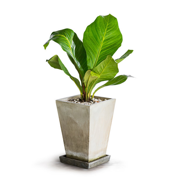 室内植物图片下载