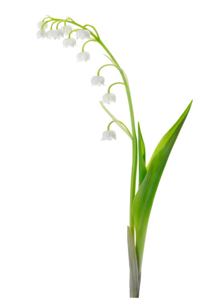 孤立在白色上的山谷百合图片下载