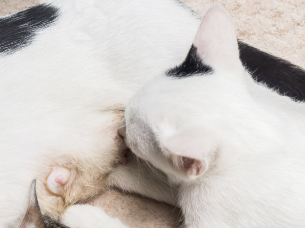 小猫在给小猫喂奶图片下载