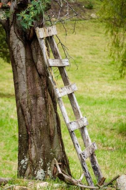 柳树和梯子图片下载