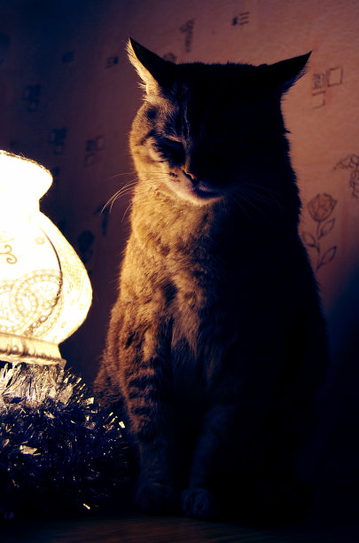 肥猫坐在灯顶上，等待圣诞节的到来图片下载