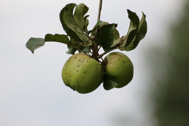 阿普费尔图片下载