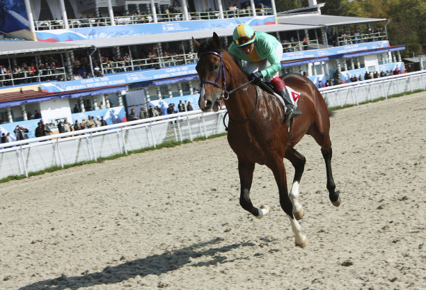 赛马。图片下载