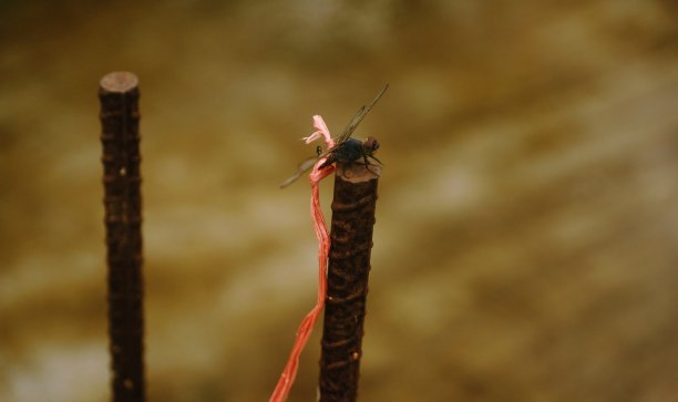 绑在杆子上的苍蝇。图片下载