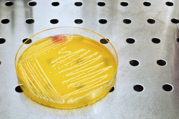 有细菌的培养皿图片下载