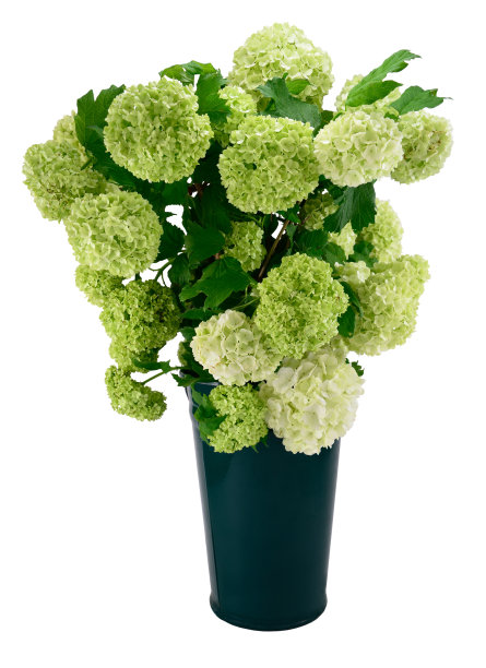 布什雪球荚莲属的植物图片下载