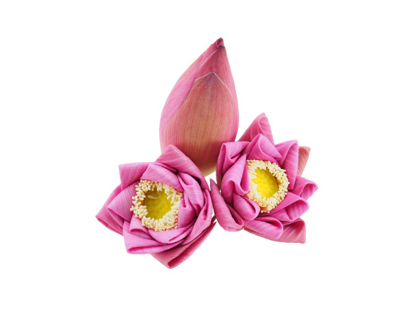 白底荷花图片下载