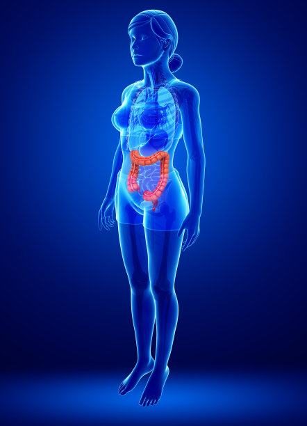 女性大肠解剖图片下载
