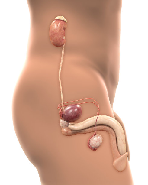 男性泌尿生殖系统图片下载