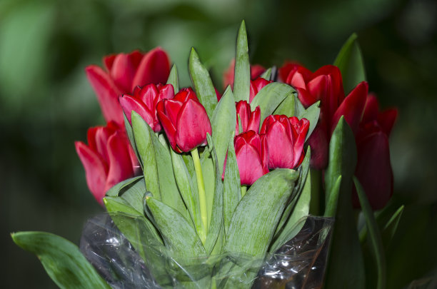 一束红色郁金香图片下载