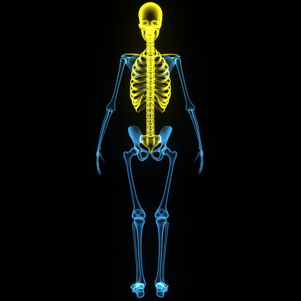 头骨的肋骨图片下载