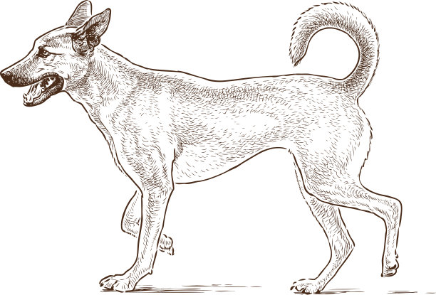 看门狗的素描图片下载