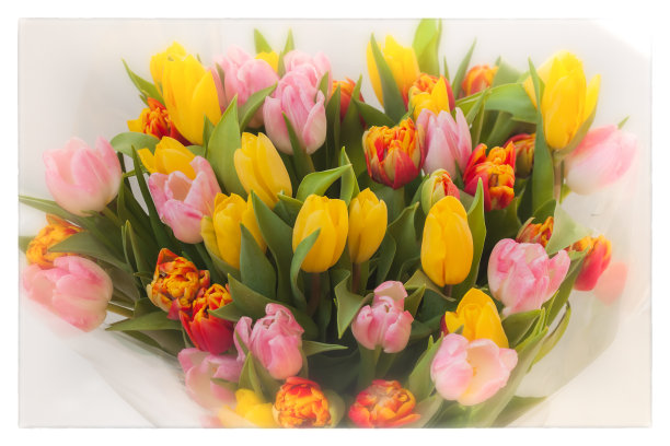 花郁金香。花束。彩色的郁金香花束。贺卡适用于所有场合，尤其是春天。俯视图。选择性聚焦图片下载