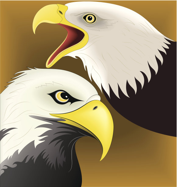 插图的鹰图片下载