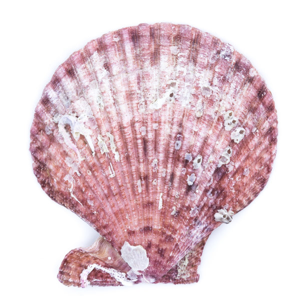 贝壳孤立在白色上图片下载