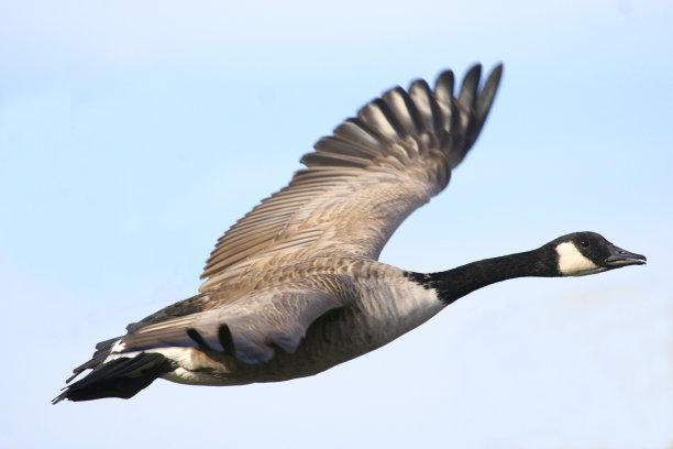 飞行中的加拿大鹅图片下载