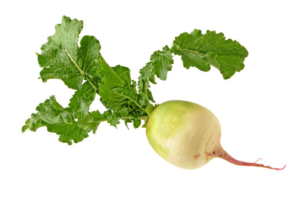 党忠诚萝卜在白色的背景上图片下载