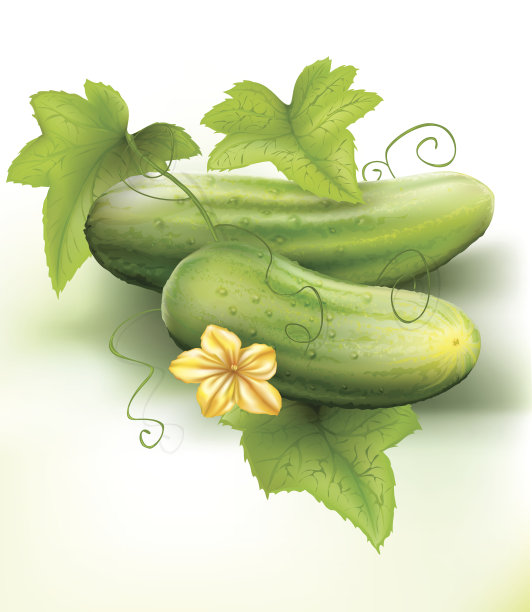 黄瓜图片下载