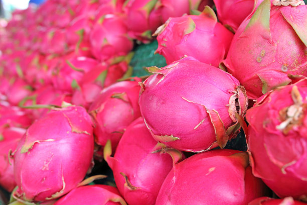 火龙果，泰国的水果图片下载