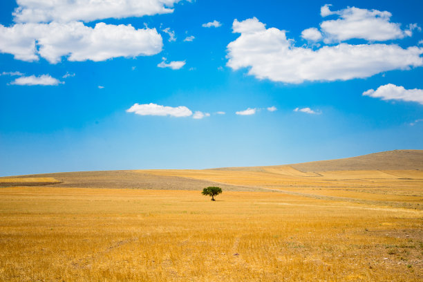 孤独的树图片下载