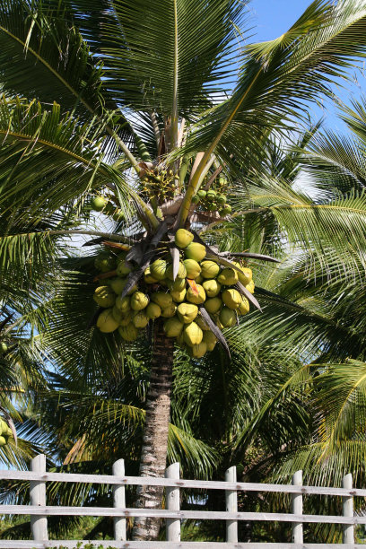 椰子/椰子图片下载