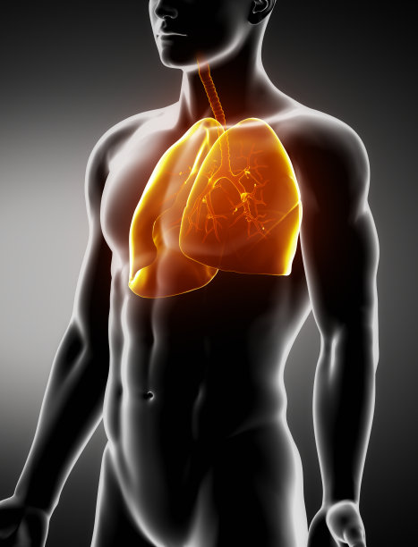 肺部和气管男性解剖x线前视图图片下载