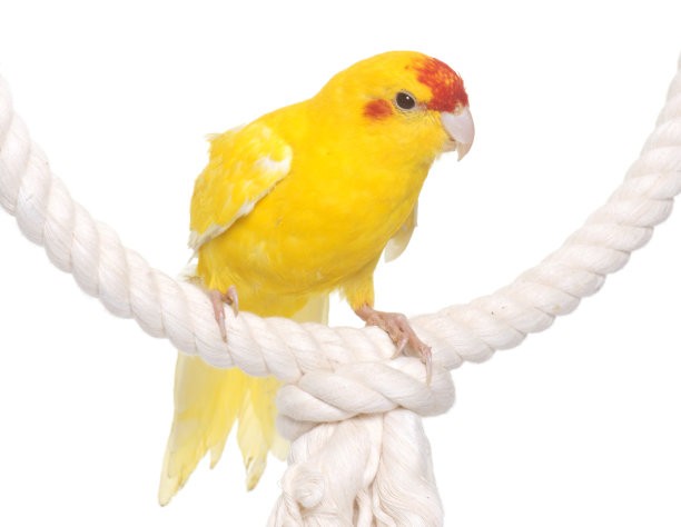 Red-fronted Kakariki长尾小鹦鹉图片下载