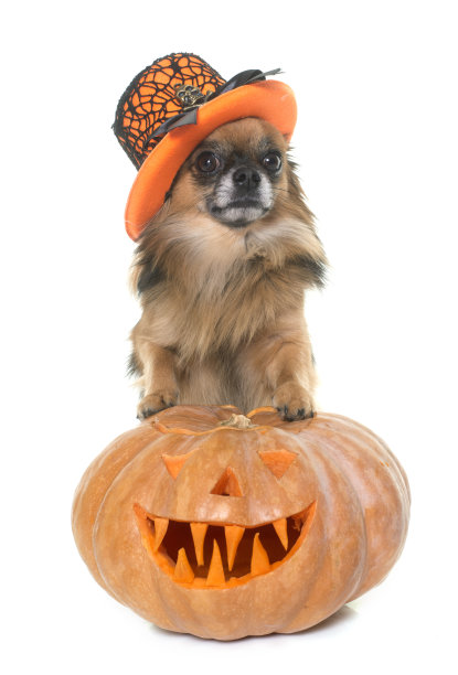 万圣节南瓜和吉娃娃图片下载