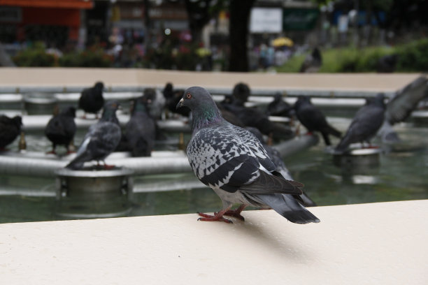 鸽子/萨尔瓦多图片下载