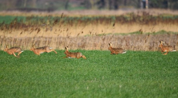 可爱的野兔在绿色的田野背景多重曝光图片下载