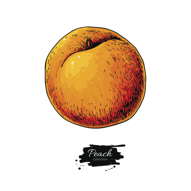 桃子矢量图。孤立的手绘对象在白色背景上。夏日水果艺术风格图片下载