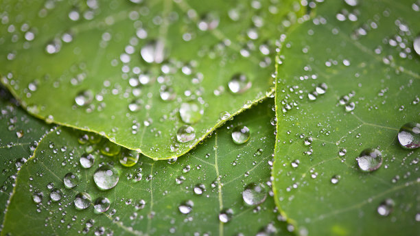 美丽的绿叶和水珠图片下载