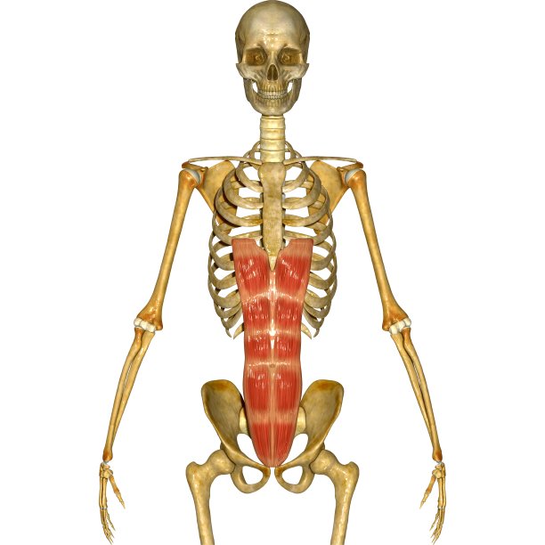 腹部肌肉图片下载