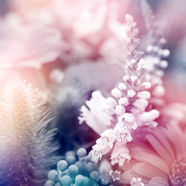 花的背景图片下载