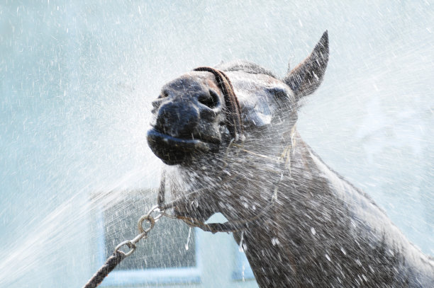 马在淋浴图片下载