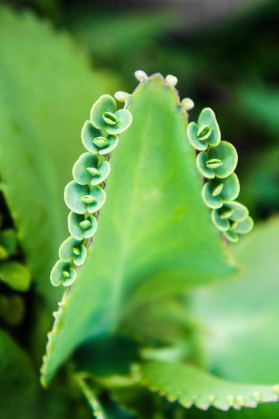 卡兰乔·平纳塔图片下载