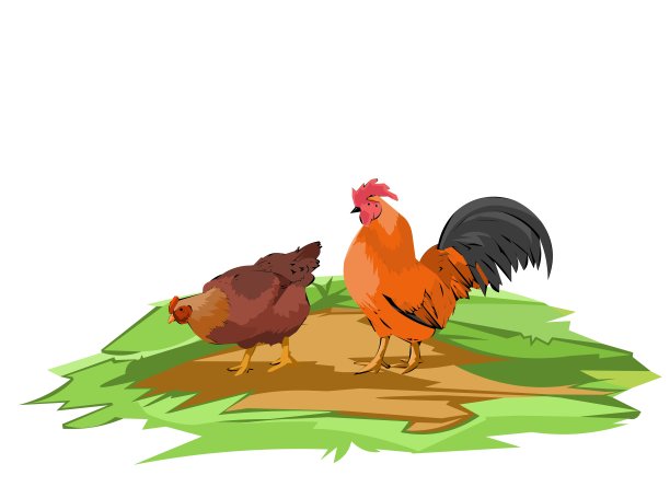 母鸡和公鸡的家庭图片下载