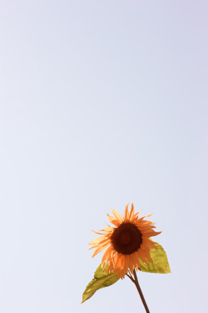 向日葵图片下载