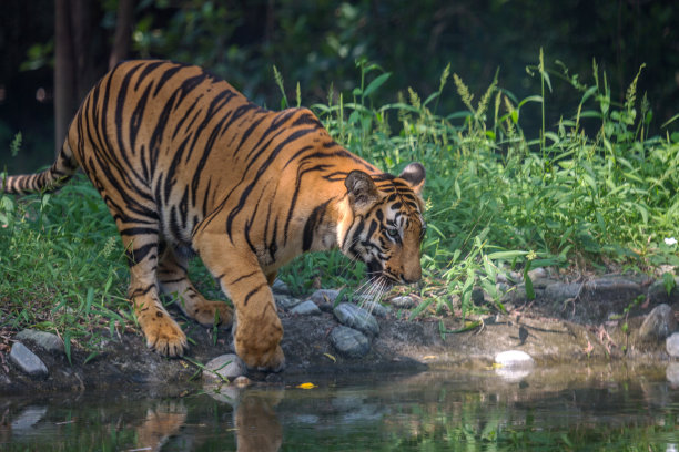 孟加拉虎靠近水沼泽在一个老虎保护区在印度。图片下载