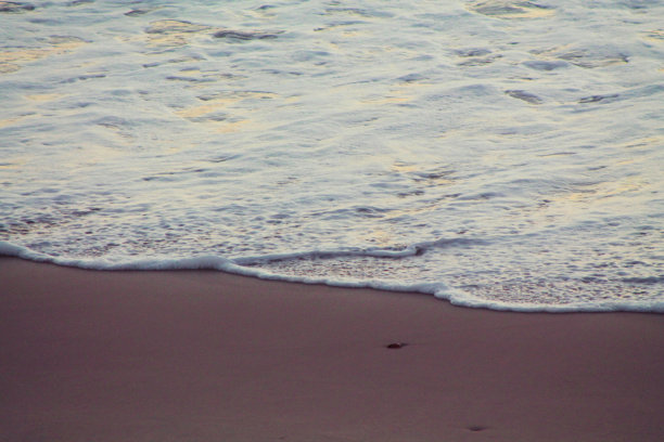 金色的海洋图片下载